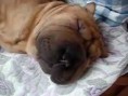 /album/galeria-de-fotos/dog-mimindo-jpg/